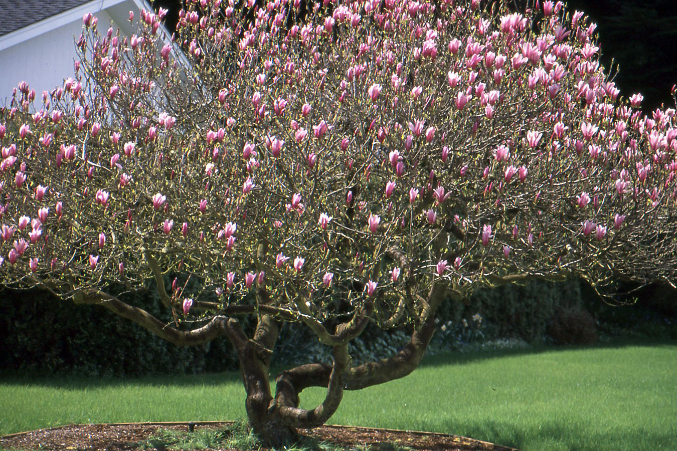 Japanese Magnolia (Magnolia liliiflora)